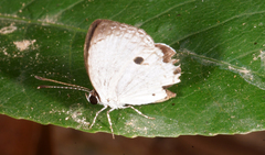 Neopithecops zalmora zalmora