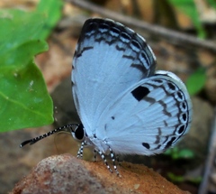 Neopithecops zalmora zalmora