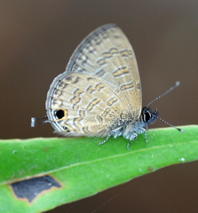 Prosotas nora ardates