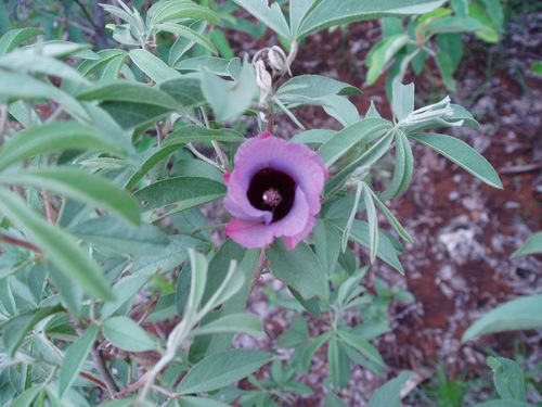 Gossypium triphyllum