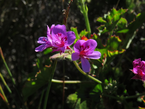 Image of Pelargonium grandiflorum by (c) Jeremy Gilmore, some rights reserved (CC BY)