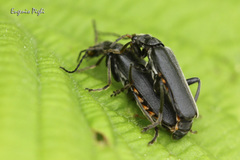 Cantharis tristis