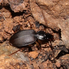 Orthotrichus