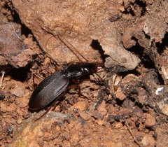 Orthotrichus