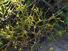 Thesium commutatum