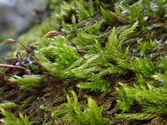 Sciuro-hypnum populeum