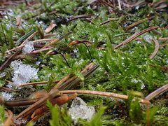 Sciuro-hypnum populeum