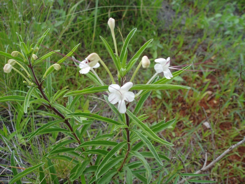 Tube Flower