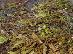 Hygrohypnum luridum