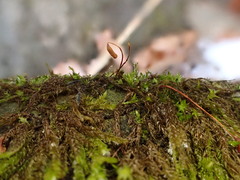 Hygrohypnum luridum