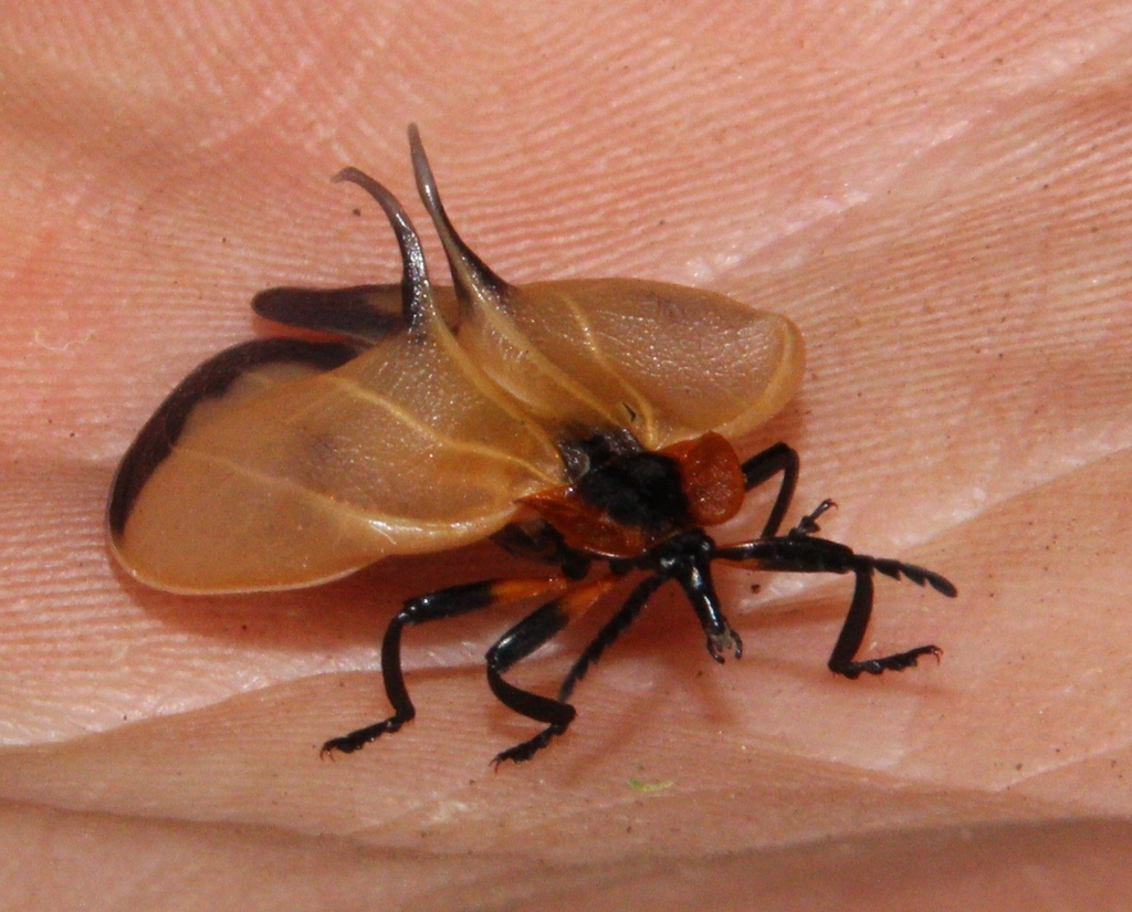 Lycus kolbei