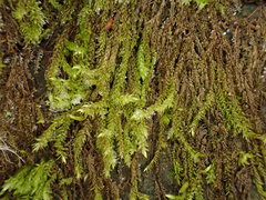 Hygrohypnum luridum
