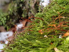 Hygrohypnum luridum