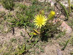 Berkheya carlinoides
