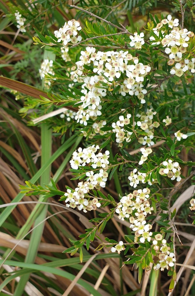 Australian Tea Tree from Sydney NSW, Australia on January 3, 2021 at 04 ...