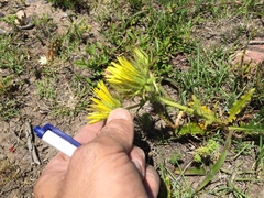 Berkheya carlinoides