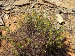 Pulicaria scabra