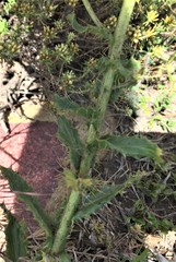 Berkheya carlinoides