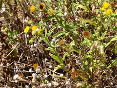Pulicaria scabra