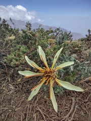 Mutisia sinuata