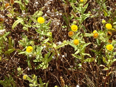 Pulicaria scabra