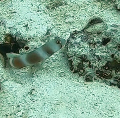 Amblyeleotris aurora