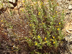Pulicaria scabra