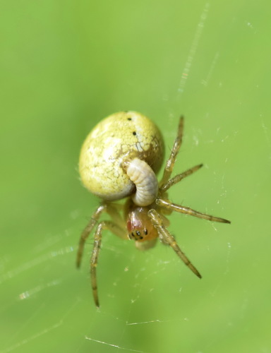 Polysphincta boops · iNaturalist