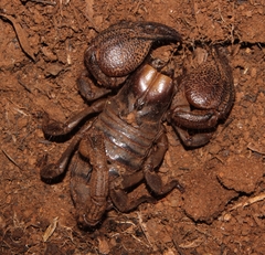 Opistophthalmus