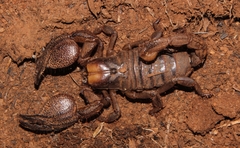 Opistophthalmus