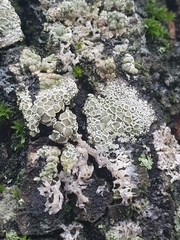 Lecanora conizaeoides