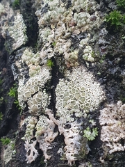 Lecanora conizaeoides