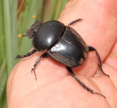 Scarabaeus rusticus