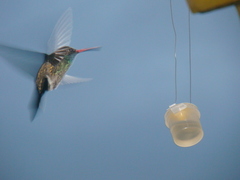 Cynanthus latirostris