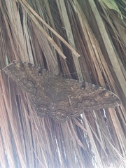 Ascalapha odorata