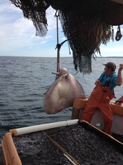 Bathytoshia centroura