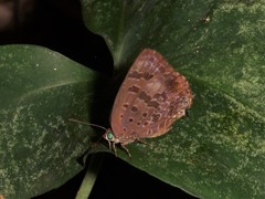 Arhopala agaba