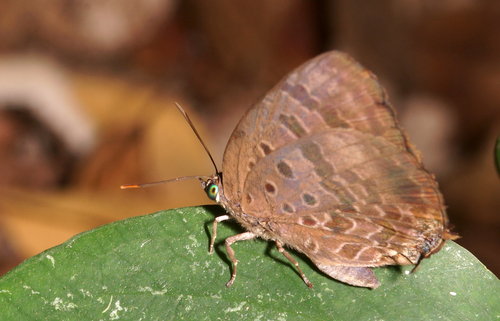 Arhopala agaba