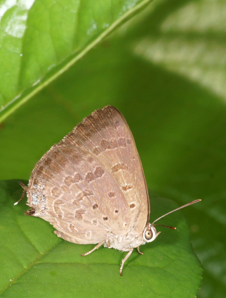Indian Oakblue