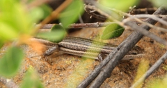 Trachylepis laevigata