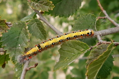 Acronicta tridens