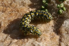 Cucullia achilleae
