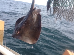 Bathytoshia centroura