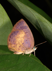 Arhopala perimuta