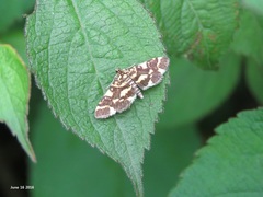 Piletocera luteosignata