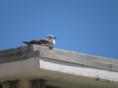 Larus michahellis