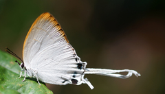 Cheritra freja evansi