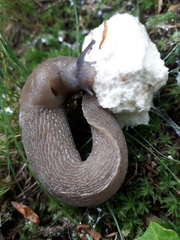 Limax subalpinus