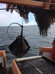 Bathytoshia centroura