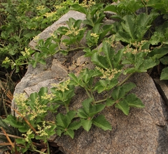 Cyphostemma lanigerum